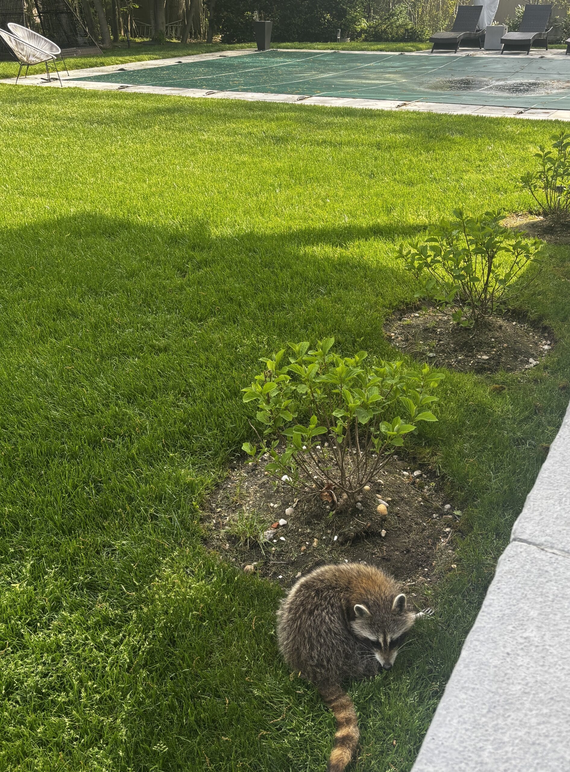 Creating sales urgency through a raccoon story that shows why customers act when the cost of inaction becomes clear.