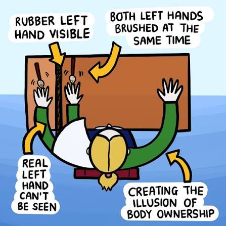 Illustration of the Rubber Hand Illusion connecting an artificial hand with the concept of cross-functional team alignment.
